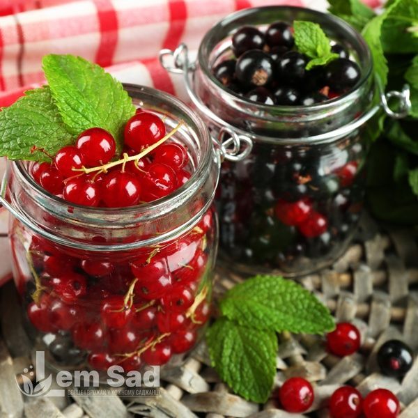 Смородина черная Краса (Ribes nigrum Krasa) 30166 фото