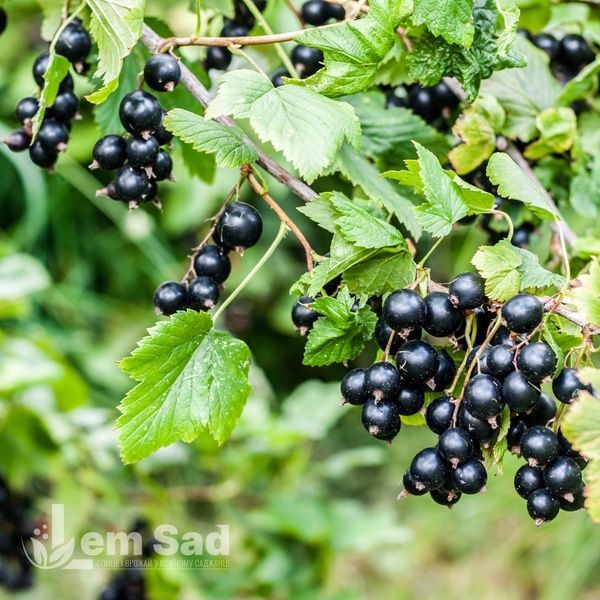 Смородина черная Краса (Ribes nigrum Krasa) 30166 фото