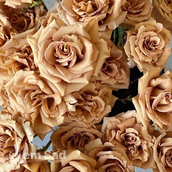 Троянда чайно-гібридна Тоффі (Rosa Toffee) 50240 фото