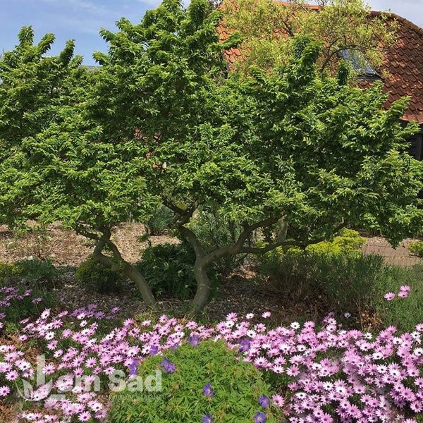 Вяз малый Жаклин Хиллиер (Ulmus minor Jacqueline Hillier) 20269 фото
