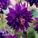 Аквілегія звичайна Блю Барлоу (Aquilegia vulgaris Blue Barlow) 20109 фото 1