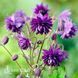 Аквілегія звичайна Блю Барлоу (Aquilegia vulgaris Blue Barlow) 20109 фото 2