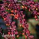 Барбарис Тунберга Марилька (Berberis thunbergii Marylka) 20159 фото 2