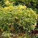 Бузина чорна Варієгата (Sambucus nigra Variegata) 20218 фото 1