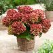 Гортензія великолиста Рембрандт Россо Ґлорі (Hydrangea macrophylla Rembrandt Rosso Glory) 20358 фото 1