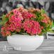 Гортензія великолиста Рембрандт Россо Ґлорі (Hydrangea macrophylla Rembrandt Rosso Glory) 20358 фото 2
