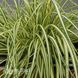 Осока Максі Голд (Carex oshimensis Maxigold) 20058 фото 2