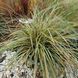 Осока Максі Голд (Carex oshimensis Maxigold) 20058 фото 1