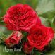 Роза английская Ред Леонардо да Винчи (Rosa Red Leonardo da Vinci) 50268 фото 1