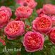 Роза английская Ред Леонардо да Винчи (Rosa Red Leonardo da Vinci) 50268 фото 2