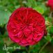 Роза английская Ред Леонардо да Винчи (Rosa Red Leonardo da Vinci) 50268 фото 3