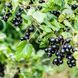 Смородина черная Краса (Ribes nigrum Krasa) 30166 фото 2