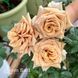 Троянда чайно-гібридна Тоффі (Rosa Toffee) 50240 фото 2
