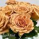 Троянда чайно-гібридна Тоффі (Rosa Toffee) 50240 фото 1
