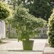 Вяз малый Жаклин Хиллиер (Ulmus minor Jacqueline Hillier) 20269 фото 1
