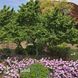 Вяз малый Жаклин Хиллиер (Ulmus minor Jacqueline Hillier) 20269 фото 2