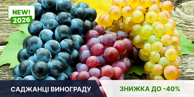 САДЖАНЦІ ВИНОГРАДУ 1