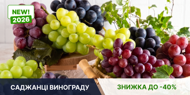 САДЖАНЦІ ВИНОГРАДУ 1