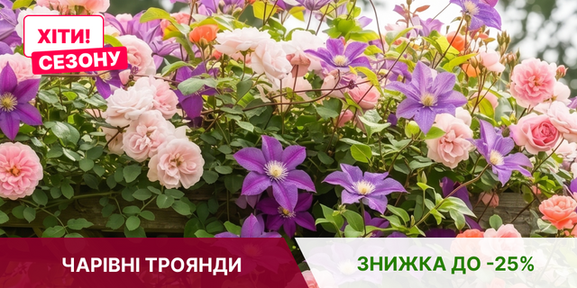 САДЖАНЦІ ТРОЯНД