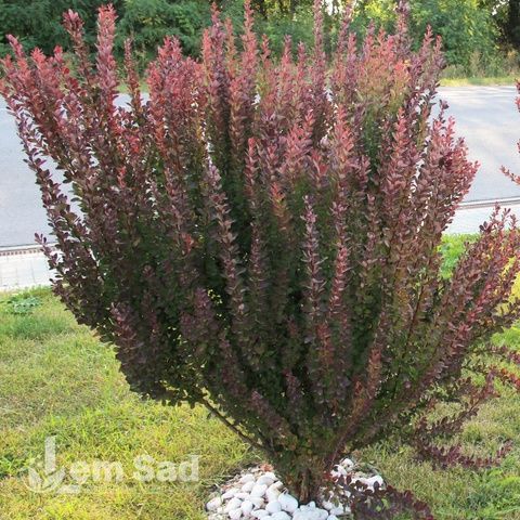 Барбарис Тунберга Рэд Пиллар (Berberis thunbergii Red Pillar) 20165 фото