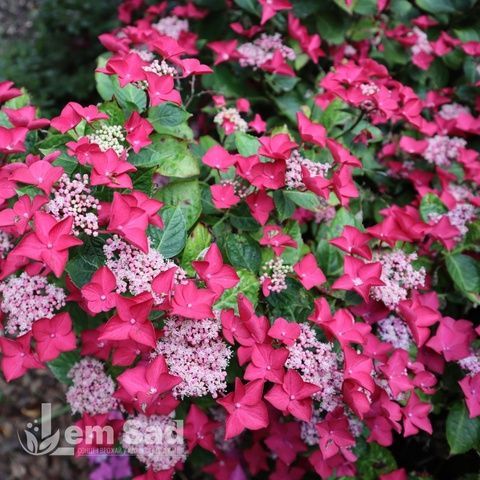 Гортензия крупнолистная Роткельхен (Hydrangea macrophylla Rotkehlchen) 20364 фото