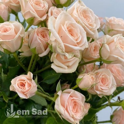 Троянда спрей Яна (Rosa Jana) 50318 фото