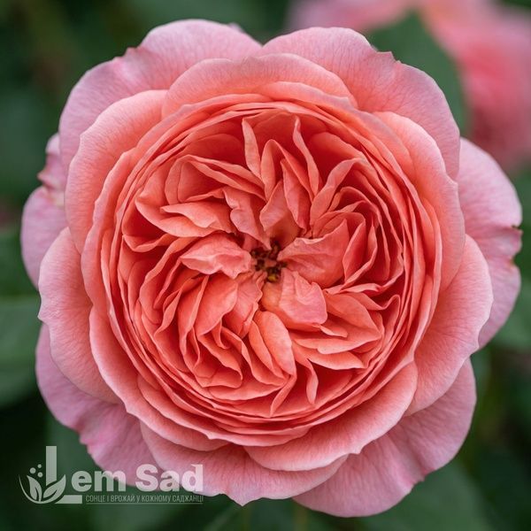 Троянда чайно-гібридна Романтік Антік (Rosa Romantic Antike) 50248 фото