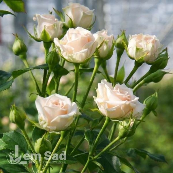 Троянда спрей Яна (Rosa Jana) 50318 фото