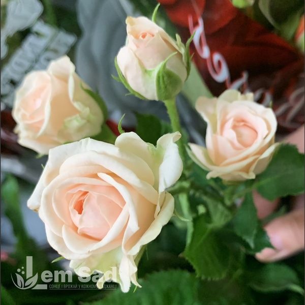 Троянда спрей Яна (Rosa Jana) 50318 фото