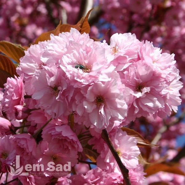 Сакура Канзан (Prunus serrulata Kanzan) 20699 фото