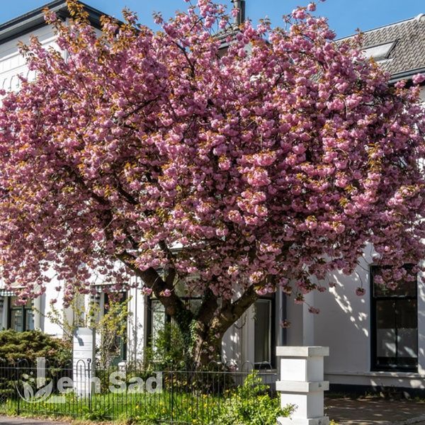 Сакура Канзан (Prunus serrulata Kanzan) 20699 фото