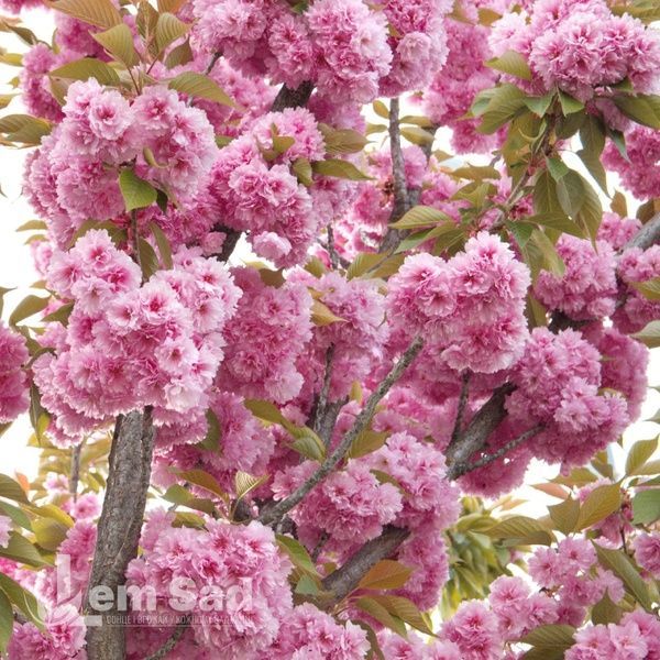 Сакура Канзан (Prunus serrulata Kanzan) 20699 фото