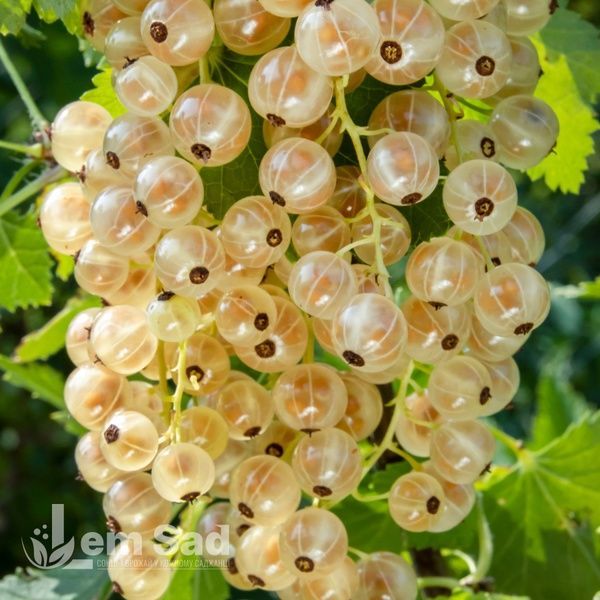 Смородина белая (Поричка) Снежана (Ribes rubrum Snizhana) 30172 фото