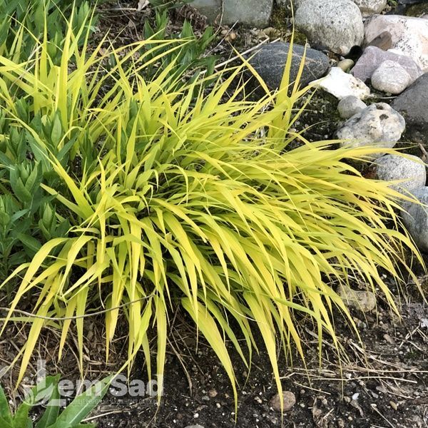 Хаконехлоя Олл Голд (Hakonechloa macra All Gold) 20065 фото