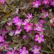 Герань гибридная Оркни Черри (Geranium Orkney Cherry) 20315 фото 2