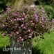 Герань гибридная Оркни Черри (Geranium Orkney Cherry) 20315 фото 1