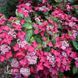 Гортензия крупнолистная Роткельхен (Hydrangea macrophylla Rotkehlchen) 20364 фото 1