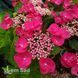 Гортензия крупнолистная Роткельхен (Hydrangea macrophylla Rotkehlchen) 20364 фото 2