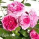 Роза чайно-гибридная Модерн Арт (Rosa Modern Art) 50032 фото 3