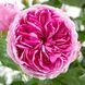 Роза чайно-гибридная Модерн Арт (Rosa Modern Art) 50032 фото 1