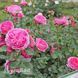 Роза чайно-гибридная Модерн Арт (Rosa Modern Art) 50032 фото 2