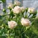 Троянда спрей Яна (Rosa Jana) 50318 фото 2