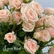 Троянда спрей Яна (Rosa Jana) 50318 фото 1