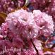 Сакура Канзан (Prunus serrulata Kanzan) 20699 фото 4
