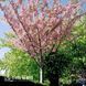 Сакура Канзан (Prunus serrulata Kanzan) 20699 фото 1