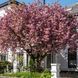 Сакура Канзан (Prunus serrulata Kanzan) 20699 фото 3
