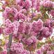 Сакура Канзан (Prunus serrulata Kanzan) 20699 фото 2