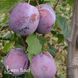 Слива Ганна Шпед 10085 фото 2