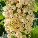 Смородина белая (Поричка) Снежана (Ribes rubrum Snizhana) 30172 фото 2