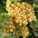 Смородина белая (Поричка) Снежана (Ribes rubrum Snizhana) 30172 фото 1